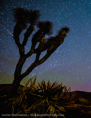 Illustration for article titled Camelopardalids over Joshua Trees